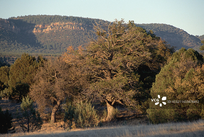 宜人山谷中的刺柏鳄梨树图片素材