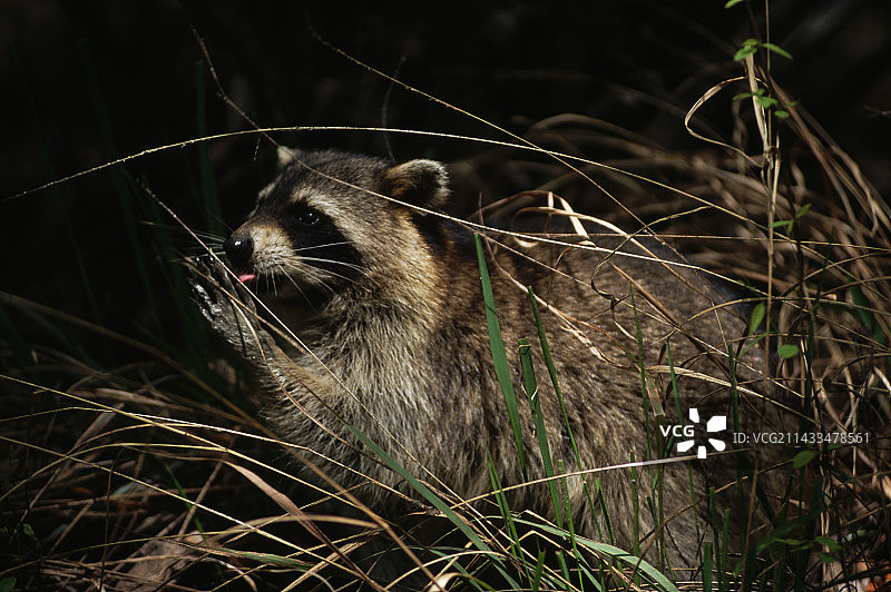 浣熊舔爪子图片素材