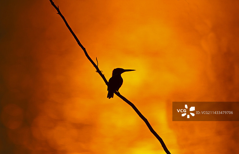 普通翠鸟图片素材