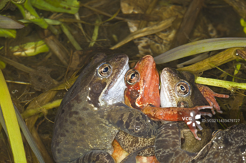普通青蛙图片素材