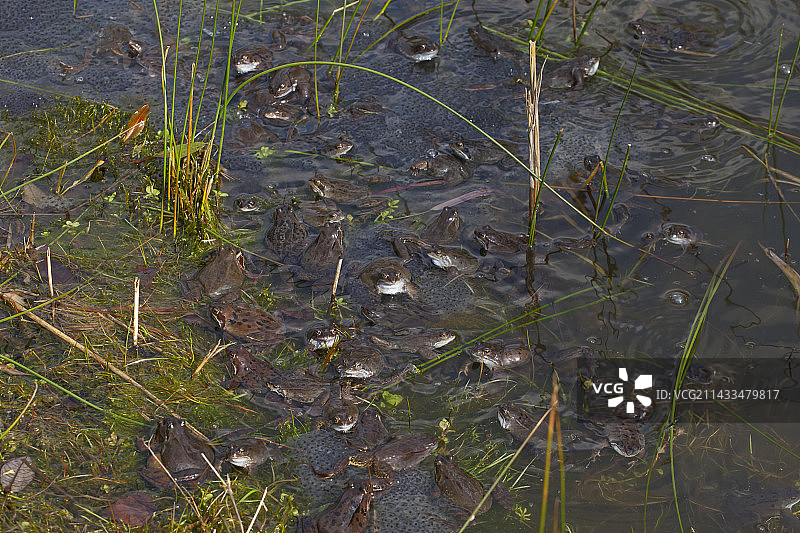 普通青蛙图片素材