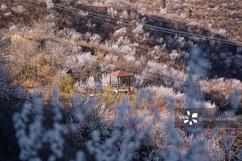 春天北京桃花 京西古道图片素材
