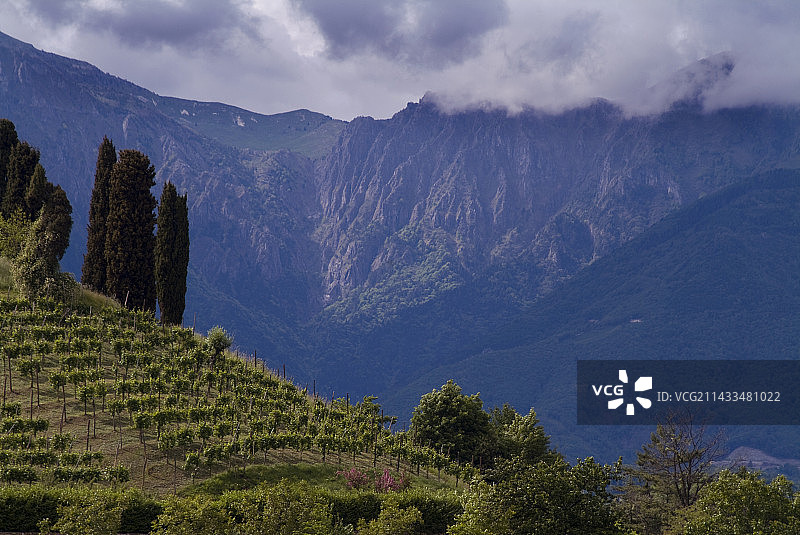 多洛米蒂山脉的葡萄园图片素材