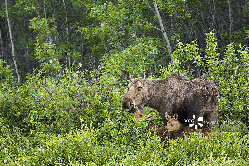 带着双胞胎小牛的驼鹿图片素材