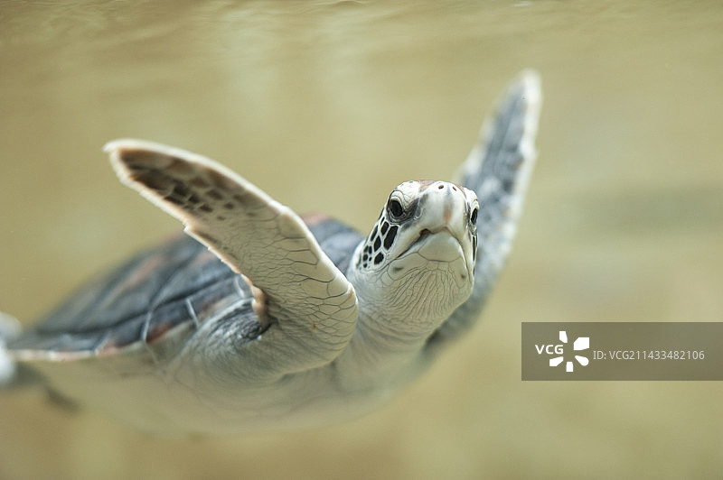 加利福尼亚州蒙特雷湾的乌龟图片素材