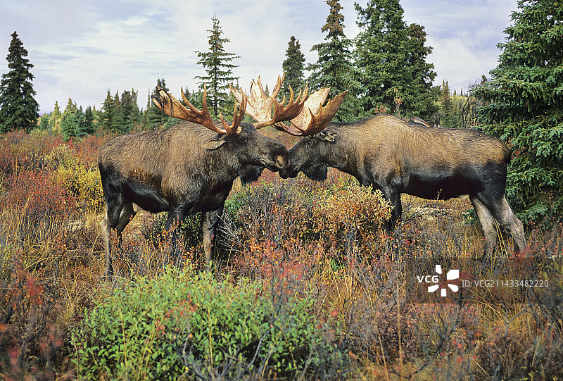 苔原上的两头驼鹿图片素材