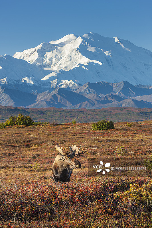 公驼鹿和德纳里山图片素材
