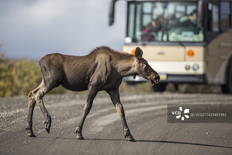 驼鹿幼崽与旅游巴士图片素材