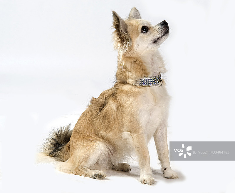 吉娃娃犬，英国，影棚白色背景，抠图，坐姿图片素材