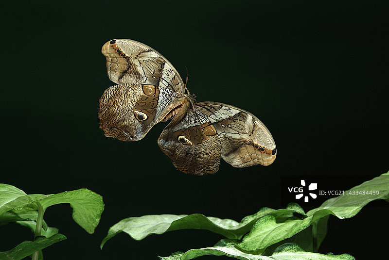 高速摄影下的竹眼蝶，飞过树叶图片素材