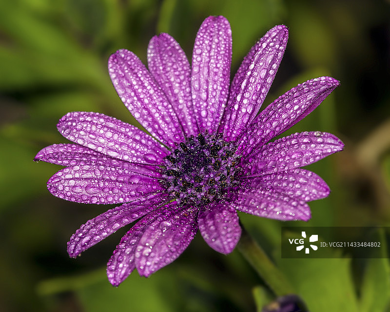 加利福尼亚州圣莫尼卡山脉上带有晨露的非洲雏菊图片素材