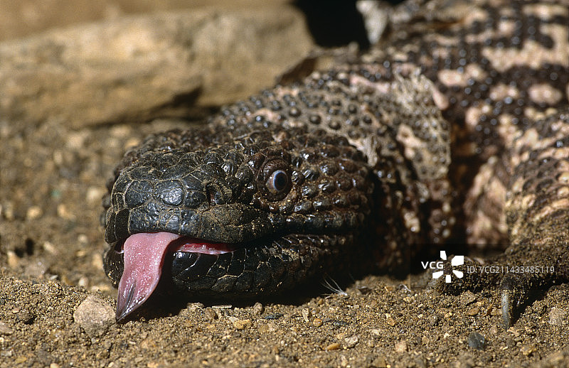 希拉毒蜥图片素材