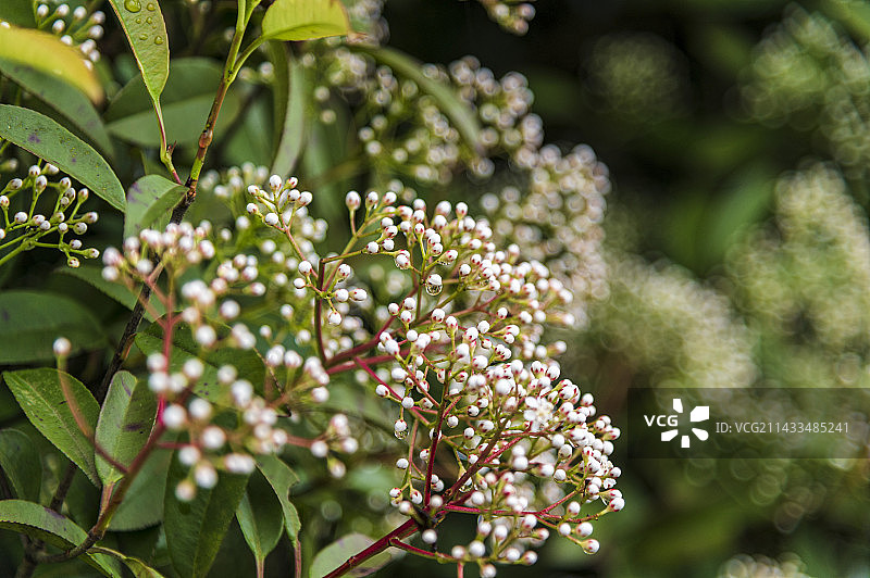香樟树木图片素材