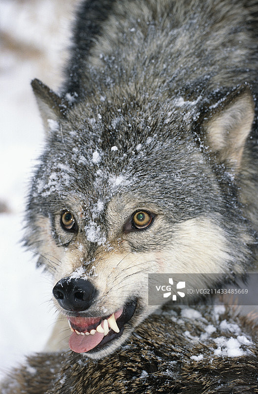 灰狼守护猎物图片素材