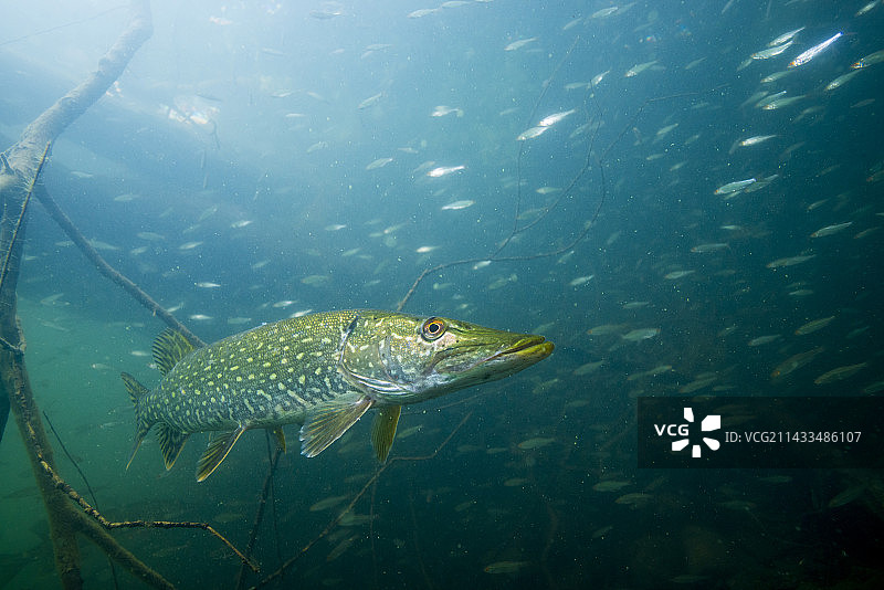 水下梭鱼图片素材