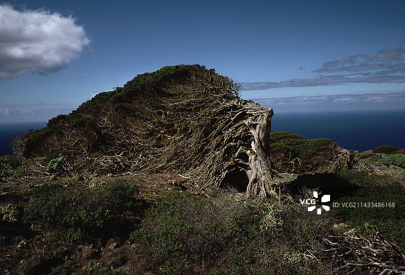 被风压平的树木图片素材