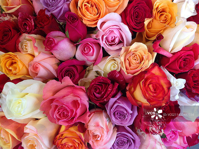 混合色玫瑰图片素材