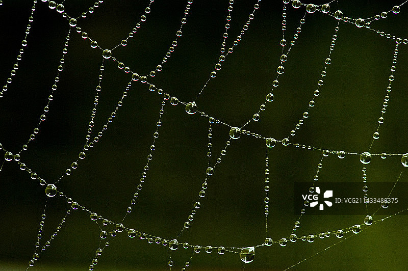 圆蛛网，带雨露，清晨，英国图片素材