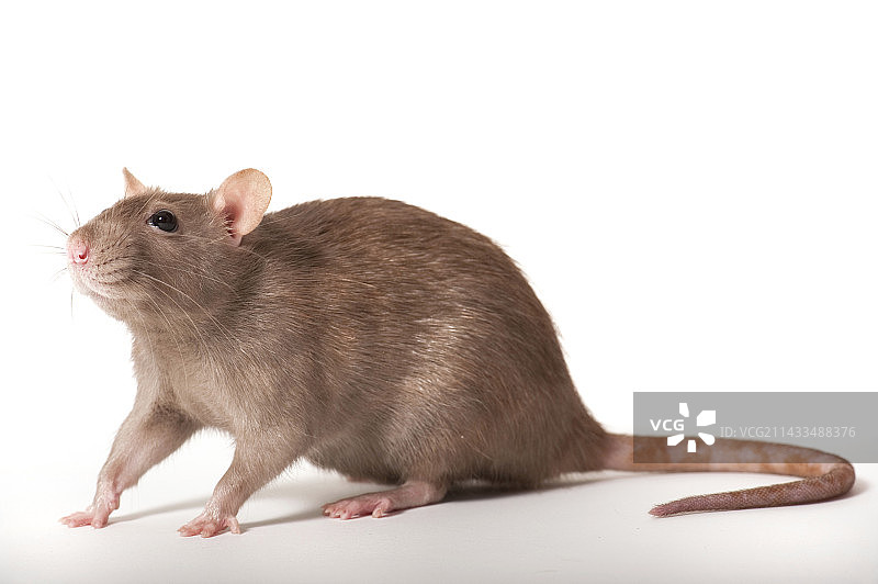 褐家鼠图片素材
