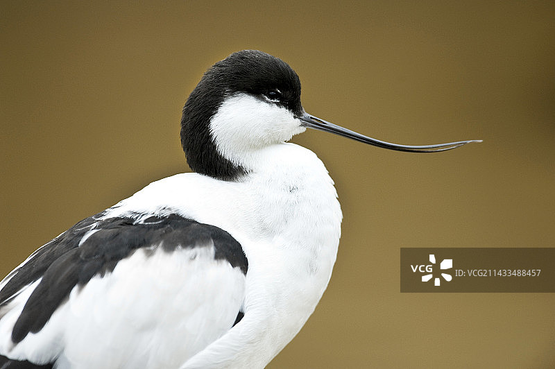 林肯郡的反嘴鹬图片素材