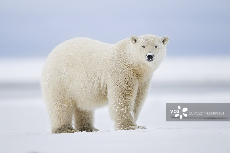 北极熊图片素材