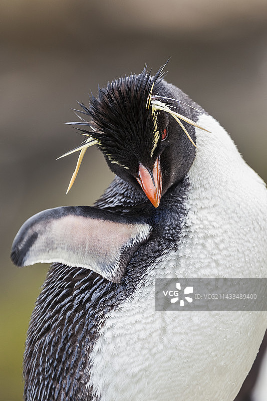 凤头黄眉企鹅梳理羽毛图片素材