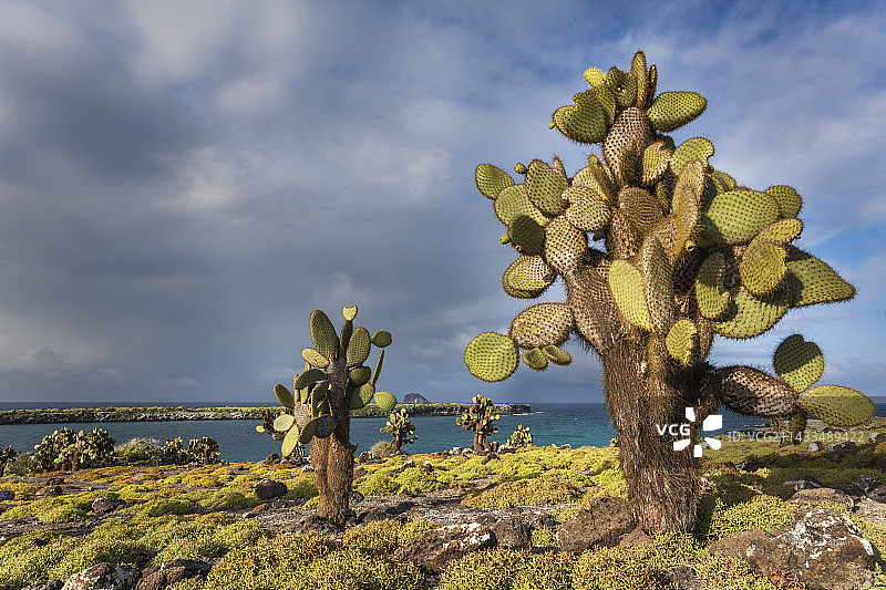 仙人掌图片素材