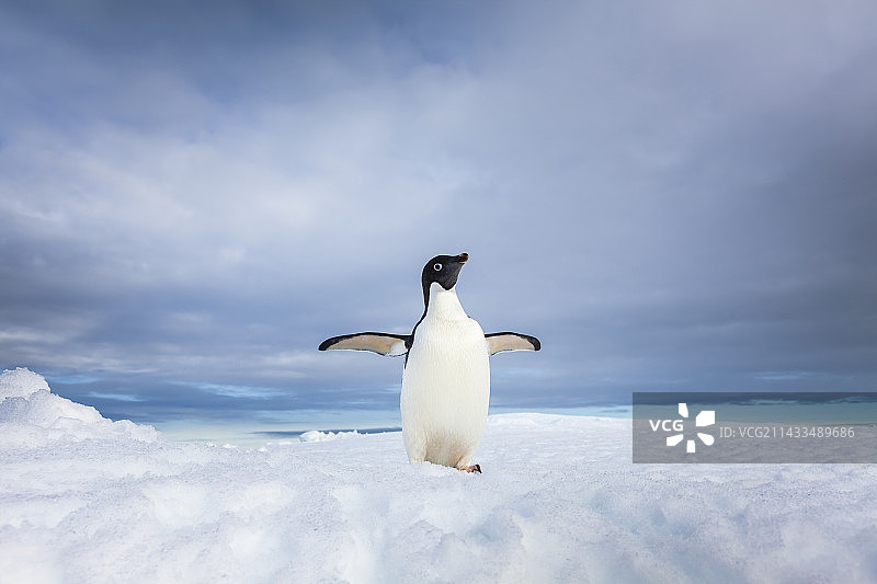 冰山上孤独的阿德利企鹅图片素材