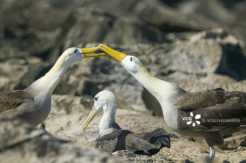 波纹信天翁图片素材