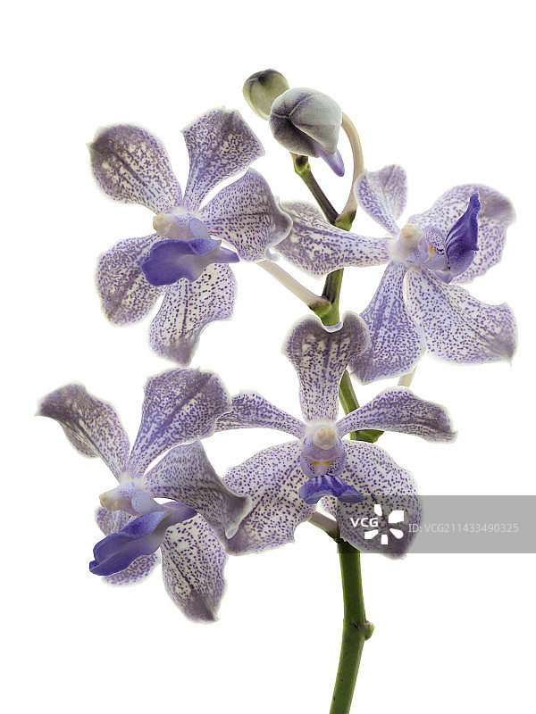 白色背景前的壮丽紫色兰花图片素材