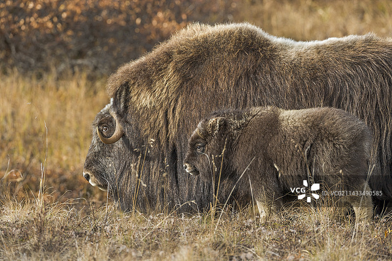 秋季苔原上的麝牛母牛和小牛图片素材
