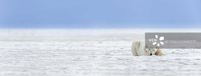 海冰上的北极熊全景图片素材