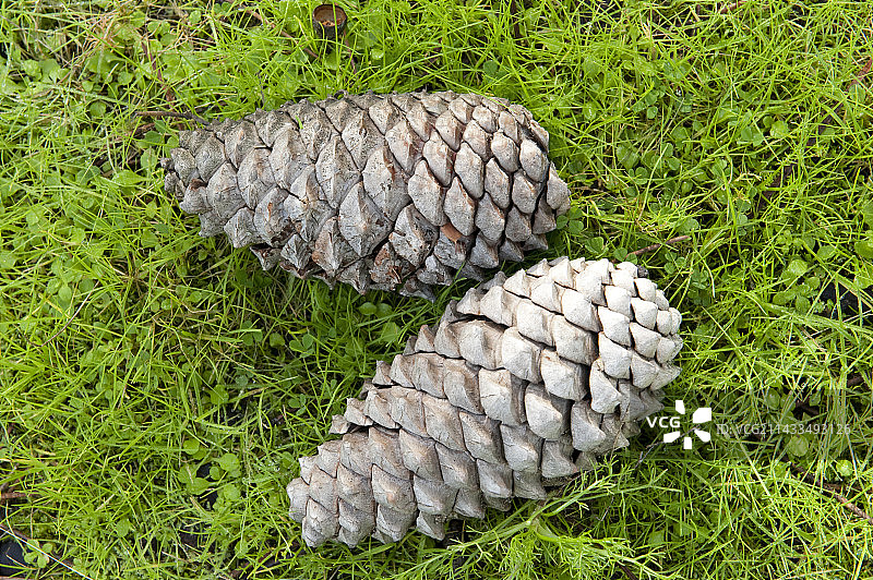 松树球果，松属，西班牙图片素材