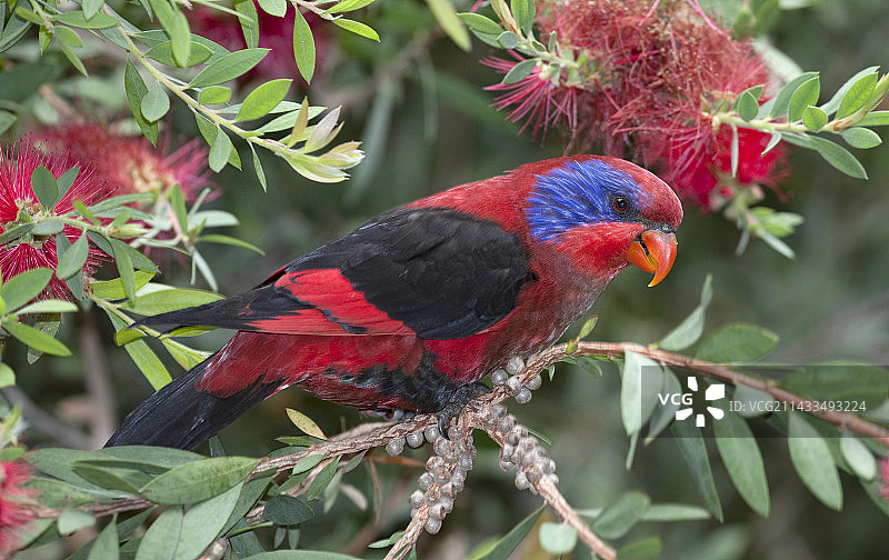 红颊黑鹦鹉图片素材