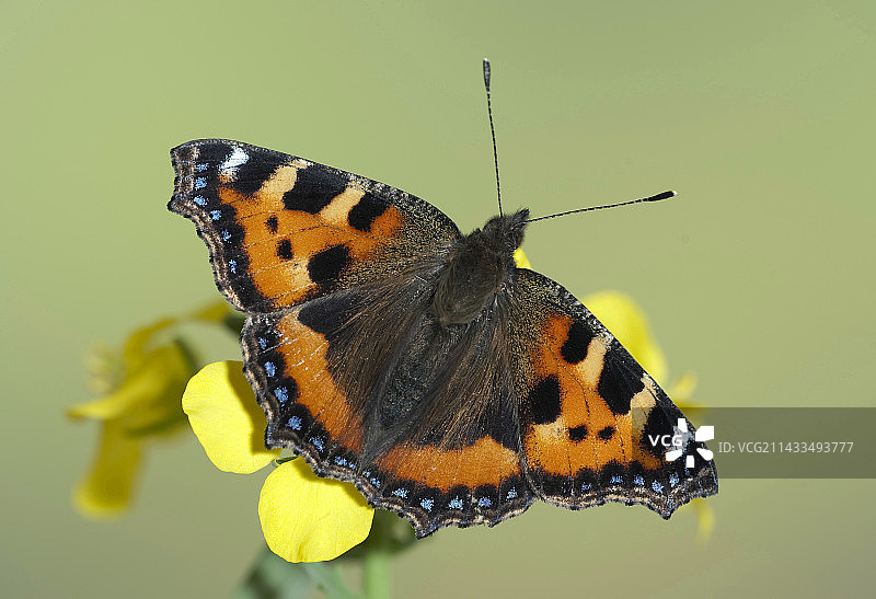小荨麻蛱蝶，英国图片素材