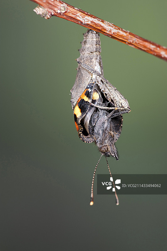 正在孵化的荨麻蛱蝶图片素材