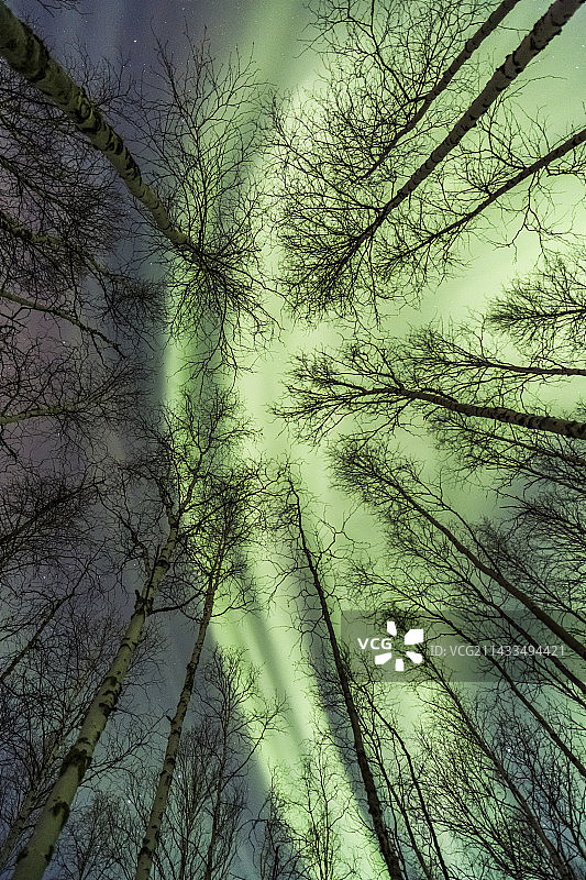 北极光与桦树图片素材