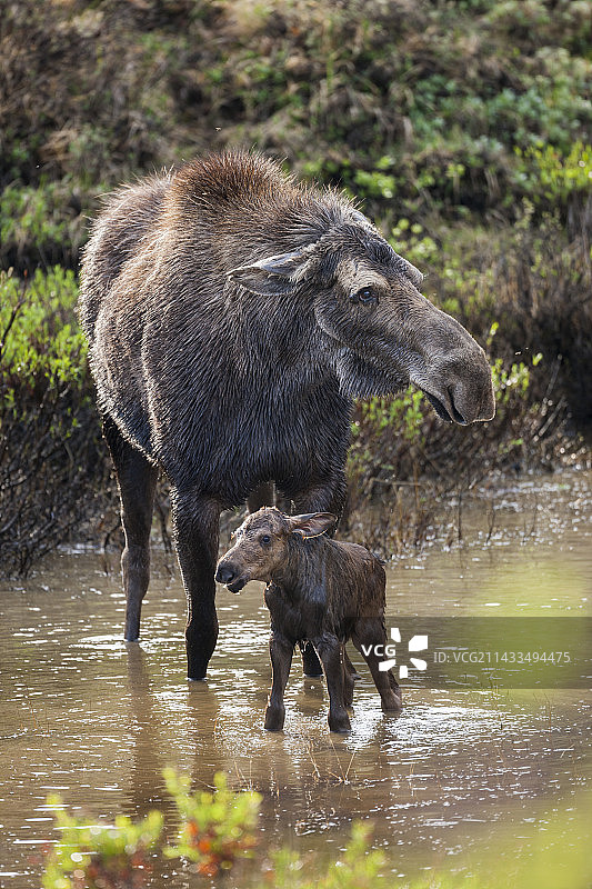 苔原池塘中的驼鹿母牛和小牛图片素材