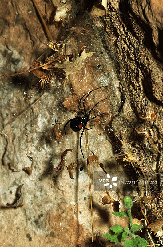黑寡妇蜘蛛图片素材