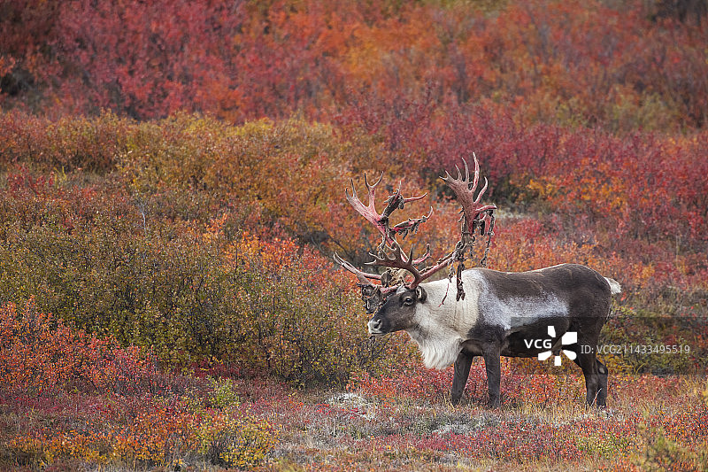 秋季苔原上的北美驯鹿公牛图片素材