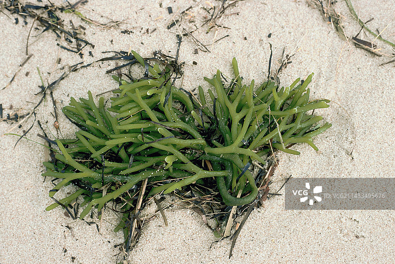 沙滩上的海藻图片素材