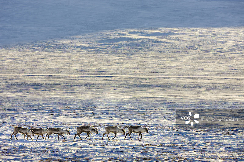 驯鹿穿越阿提根峡谷的冰雪冻原图片素材
