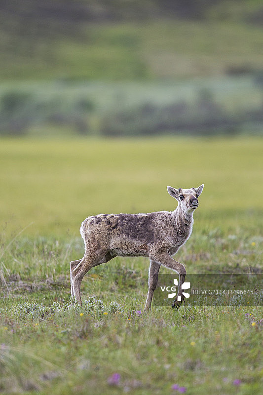 苔原上的小驯鹿图片素材