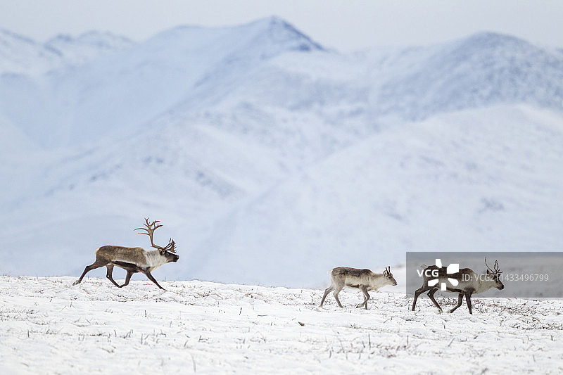 雪地苔原上的北美驯鹿图片素材
