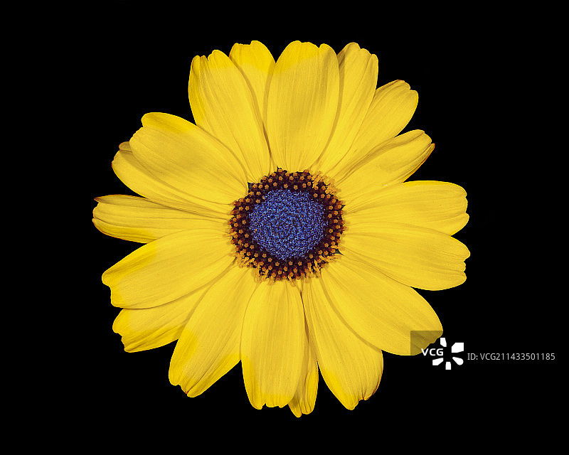 盛开的向日葵，加利福尼亚州图片素材