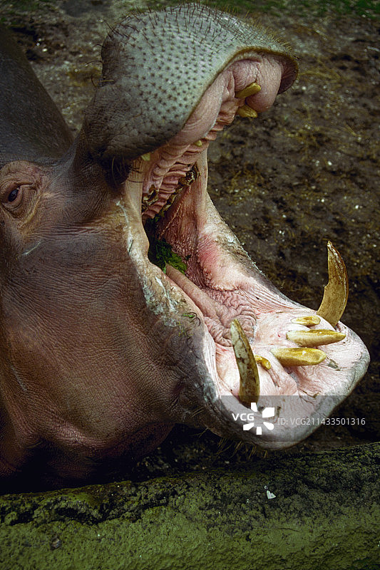 张开嘴的河马图片素材