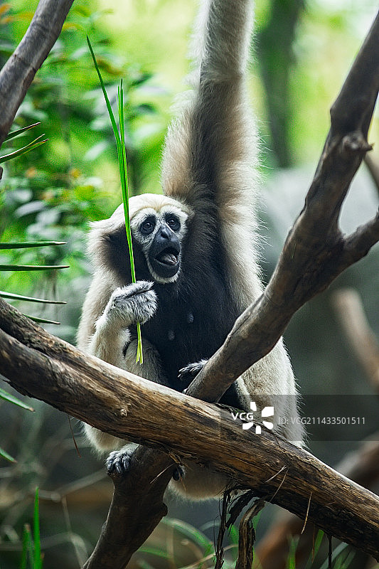 白眉长臂猿图片素材