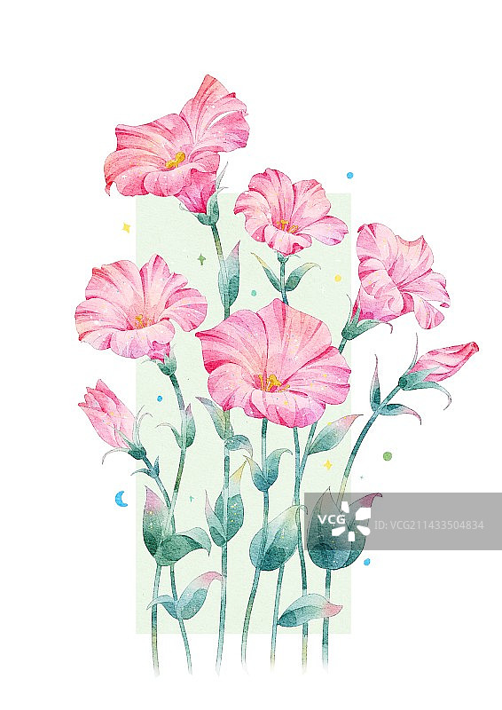 洋桔梗图片素材