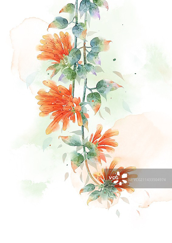 炮仗花图片素材