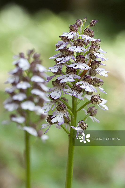 兰花女士图片素材